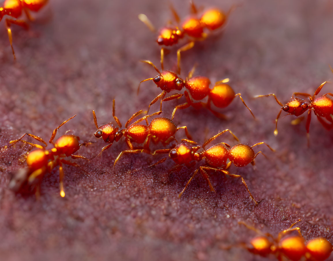 Detailed Close-Up of Red Ants on Textured Surface