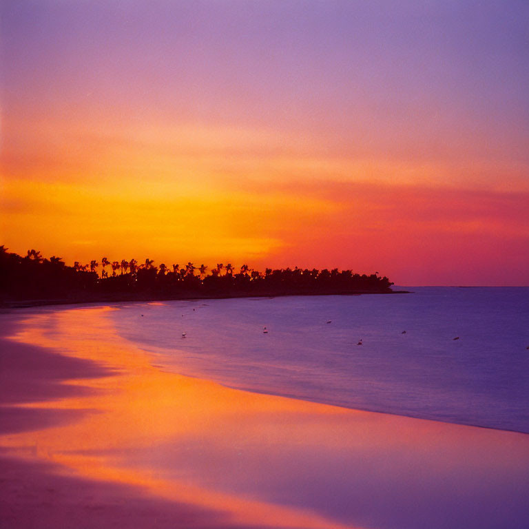 Colorful sunset over calm beach with silhouetted palm trees