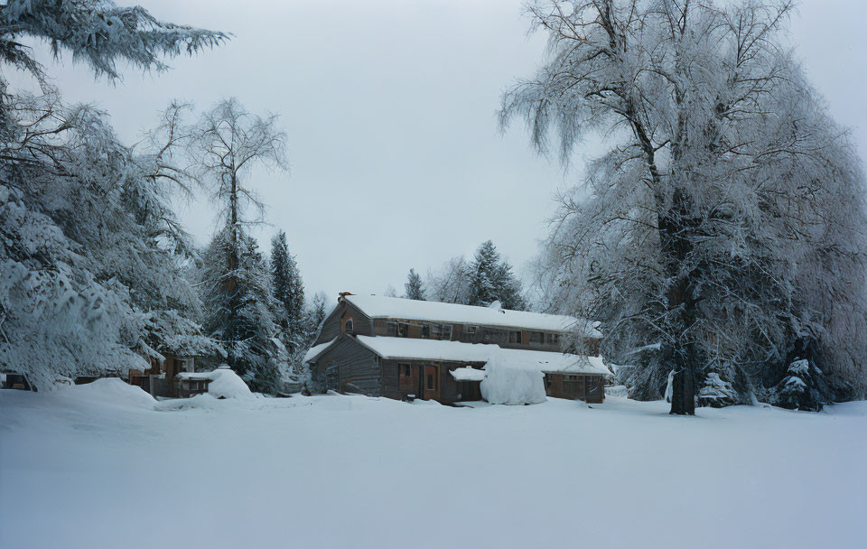 Snow-covered trees and wooden cabin in tranquil winter scene