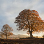 Tranquil autumn landscape with golden trees and couple walking.