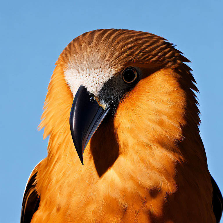 Colorful Bird with Orange Feathers and Black Beak Against Blue Sky