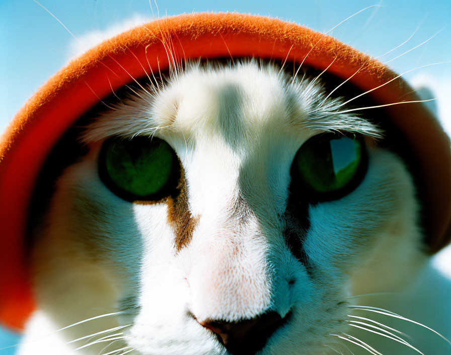 White Cat with Orange Hat and Green Eyes on Blue Sky