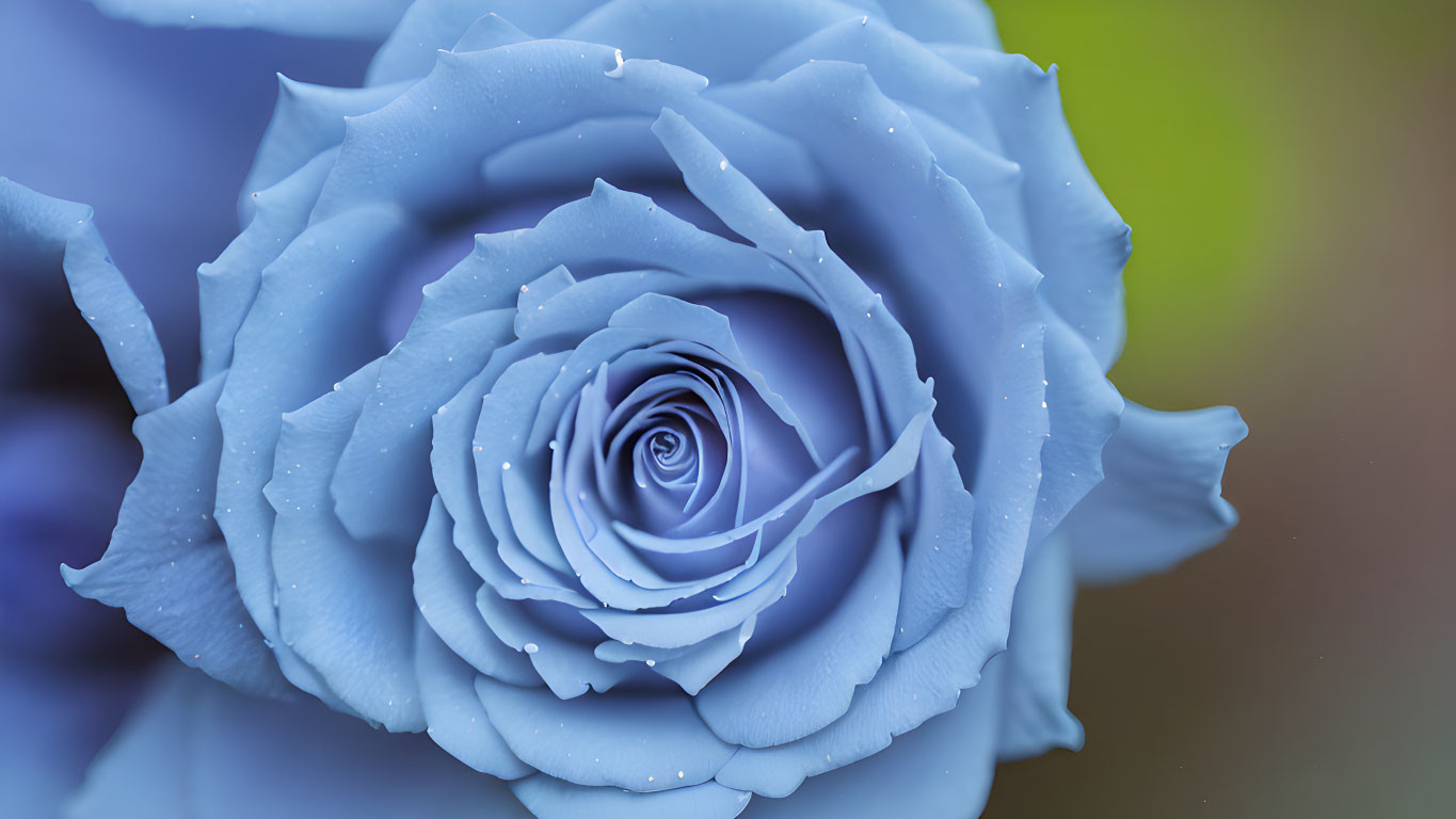 Close-Up Blue Rose with Water Droplets and Intricate Details