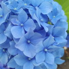 Close-Up Blue Rose with Water Droplets and Intricate Details