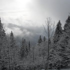 Snow-covered evergreen trees with colorful lights in serene winter landscape