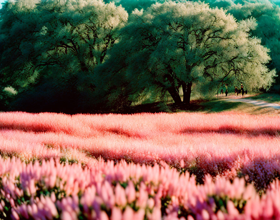 Pink flowers field with path and green trees under golden light