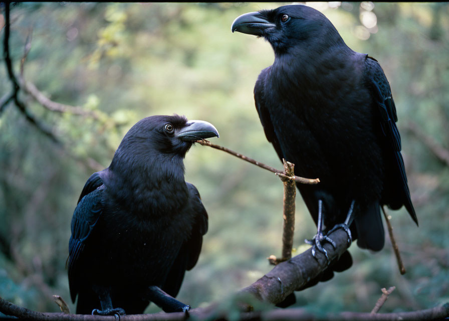 Two ravens on branch with twig, lush green foliage