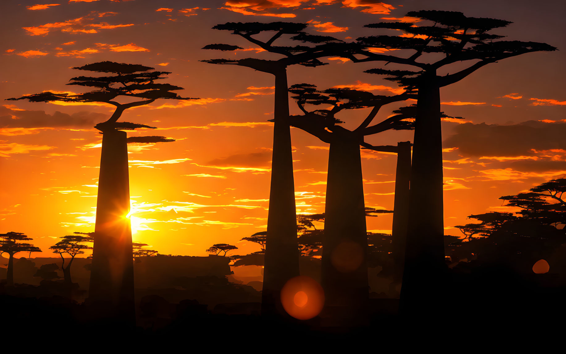 Baobab Trees Silhouetted Against Orange Sunset Sky