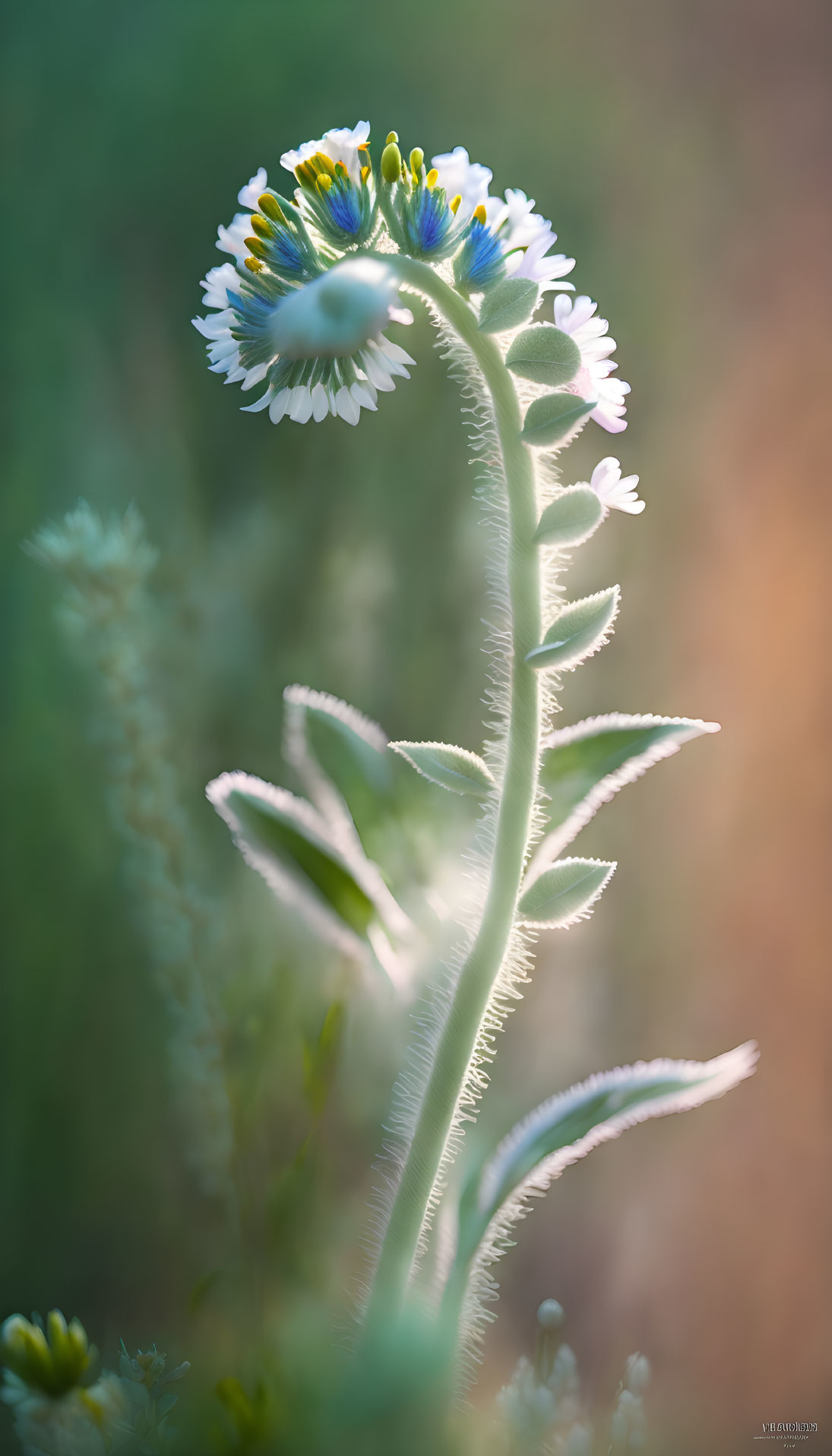 Delicate fuzzy-stemmed plant with small white flowers and yellow centers