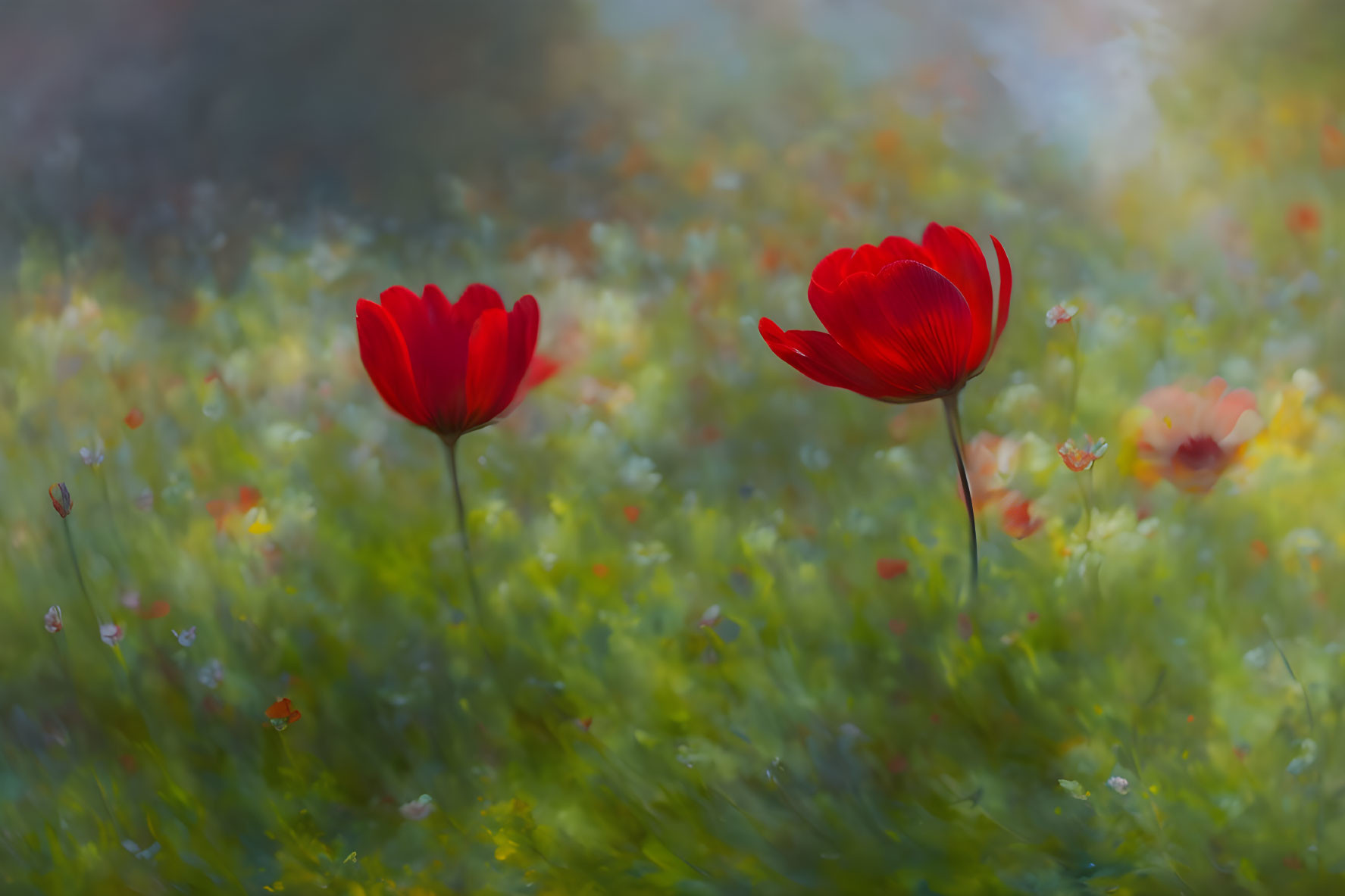 Vibrant red poppies in blurred green field with wildflowers