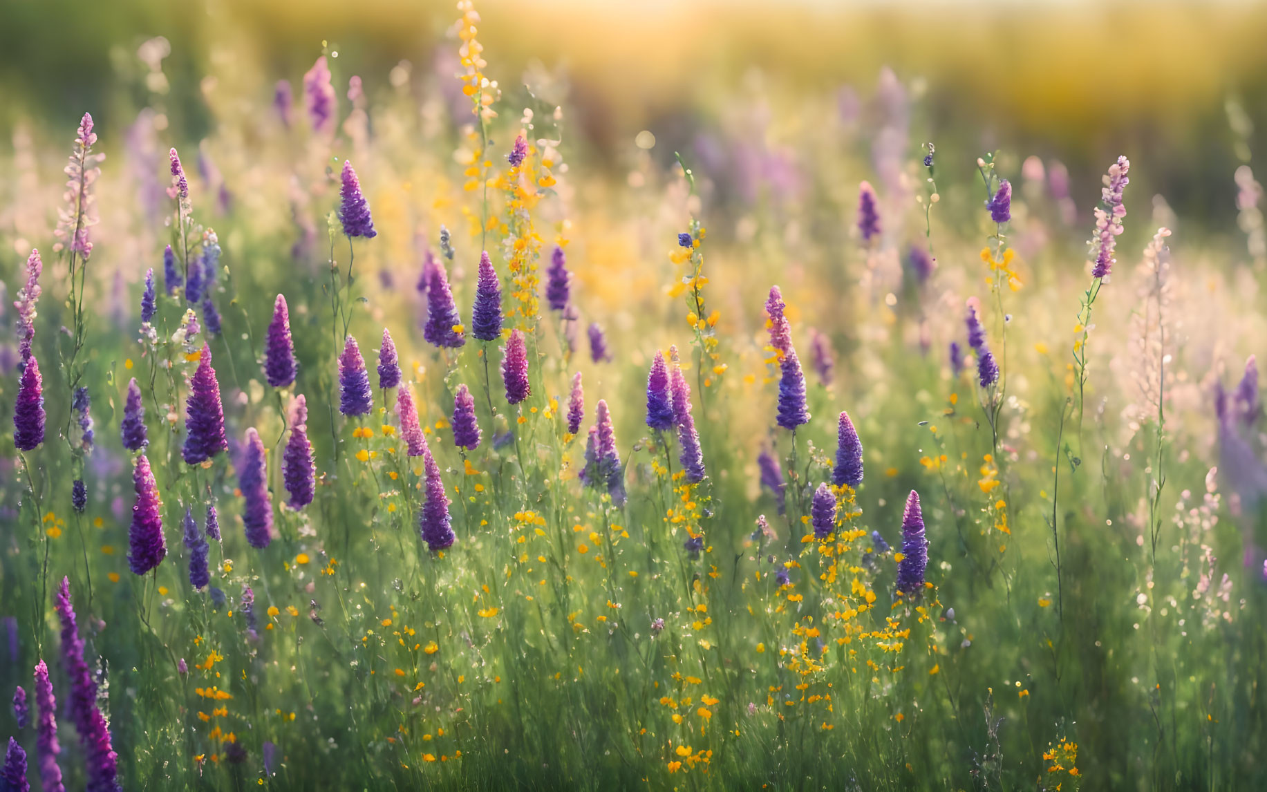 Tranquil Purple and Yellow Wildflowers in Soft Sunlight