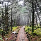 Tranquil forest path with blossoming flowers and mist-filtered sunlight