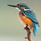 Colorful Kingfisher Perched on Branch in Watercolor