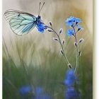 Colorful painting of blue and orange butterfly on purple flowers with dreamy green and yellow backdrop