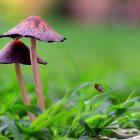 Vibrant purple mushrooms with yellow spots in forest setting