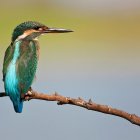 Colorful kingfisher on diagonal branch with soft background