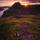 Colorful blooming flowers in layered fields under a dramatic sunset sky