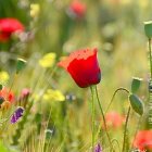 Colorful wildflower meadow painting with red, orange, yellow, purple flowers