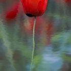 Colorful poppies and wildflowers in bloom with dreamy bokeh background.