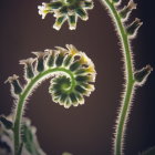 Iridescent Leaves on Stems in Starry Background