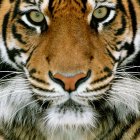 Colorful Tiger Face Artwork with Intense Blue Eyes and Vibrant Fur Stripes