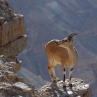 Two deer on snowy outcrop in misty mountain landscape