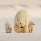 Polar Bear Family on Ice Floe with Four Cubs