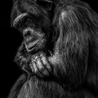 Realistic chimpanzee with folded arms on dark background