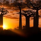 Baobab Trees Silhouetted Against Orange Sunset Sky