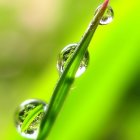 Macro Photo: Dewdrops on Green Leaf Blade in Sunlight