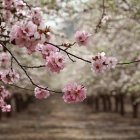 Vibrant pink cherry blossoms on branches with soft-focus backdrop