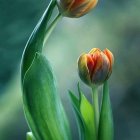 Colorful digital painting of two orange tulips in a dreamy garden setting