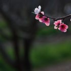 Delicate pink cherry blossoms on branch with impressionistic green background