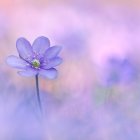 Detailed Purple Flower Close-Up with Yellow-Orange Center