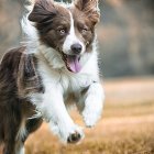 Tricolor Border Collie Mid-Leap in Sunny Field