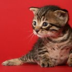 Realistic digital artwork of tabby kitten with striking fur patterns against vibrant red background