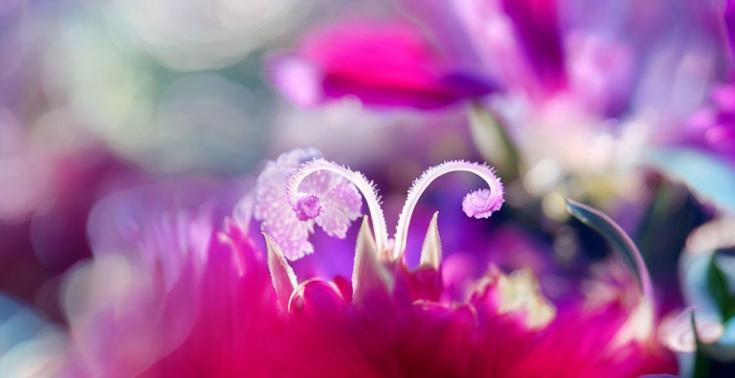 Dew-covered cyclamen flowers in soft purple hues with blurred floral background