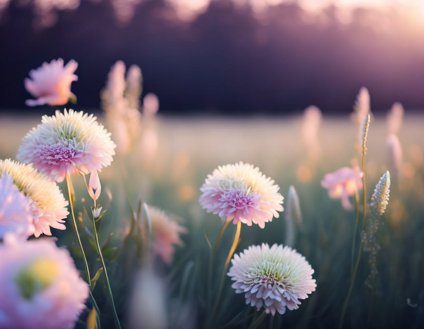 Tranquil field of soft-hued flowers in warm sunset glow