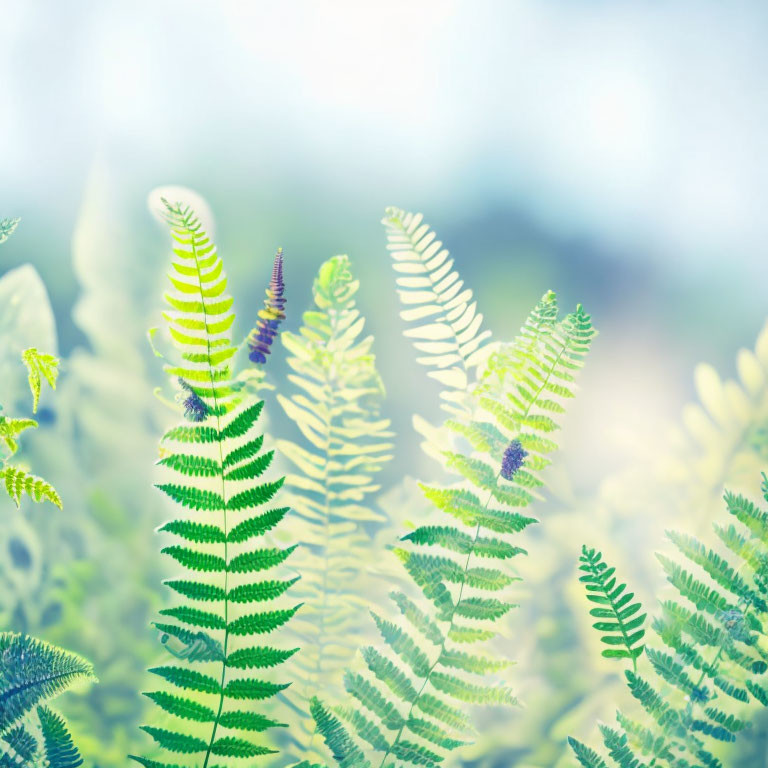 Intricate lush green ferns in soft-focused sunlight