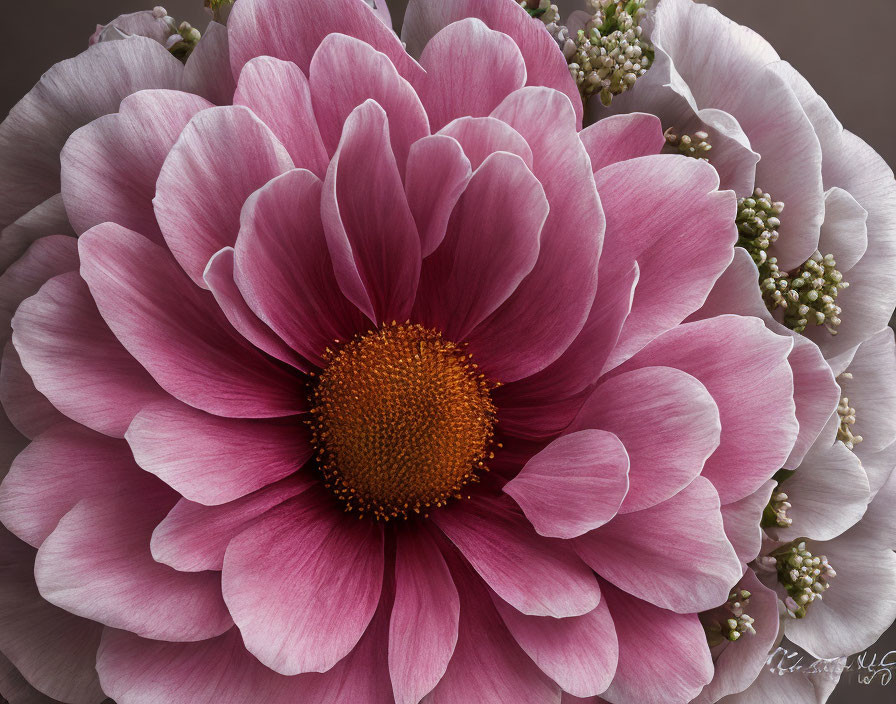 Vibrant pink flower with golden center and delicate white buds on muted background