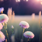 Tranquil field of soft-hued flowers in warm sunset glow