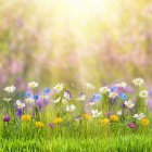 Garden of blooming pink roses in soft sunlight