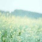 Intricate lush green ferns in soft-focused sunlight