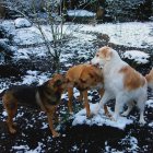 Vibrant winged dogs in magical forest by river