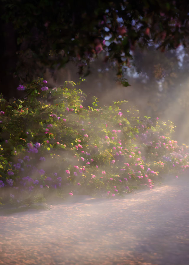 Purple and Pink Flowers in Soft Light and Misty Garden Ambiance