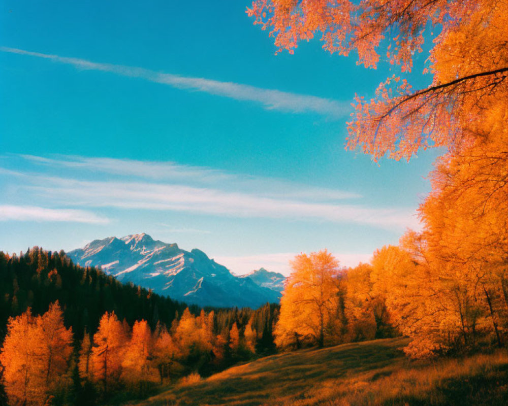 Autumn Foliage with Mountain Against Blue Sky