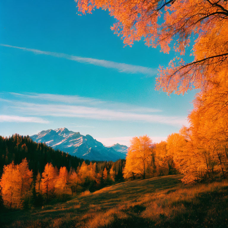 Autumn Foliage with Mountain Against Blue Sky