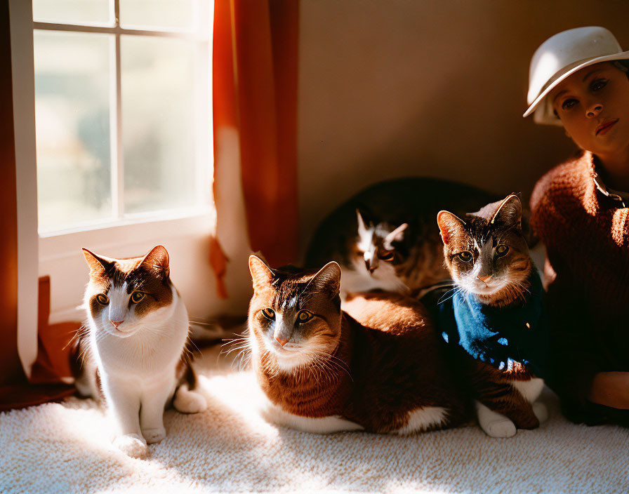 Four cats in sweaters with one in a small hat next to a mannequin head in a