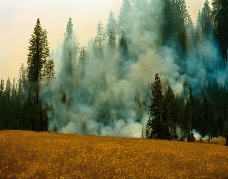 Forest fire smoke among pine trees over golden grass field.