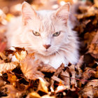 Ginger and White Cat with Blue Eyes Among Heart Decorations and Lights